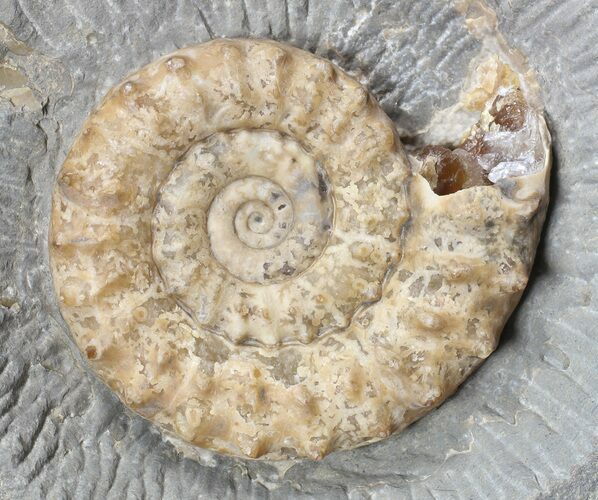 Microderoceras Ammonite - Dorset, England #62904
